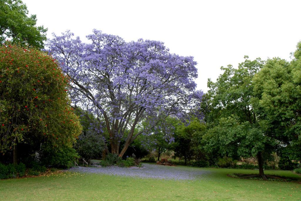 Longtom Farm Guesthouse Lydenburg Ngoại thất bức ảnh